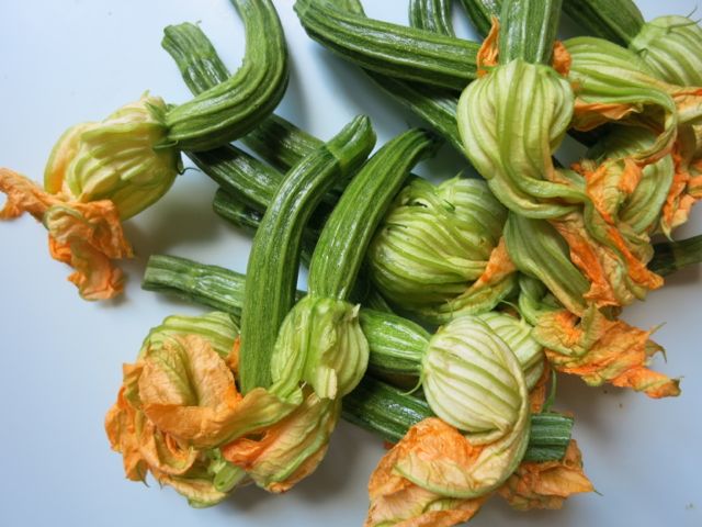 zucchini romaneschi zucchini romaneschi