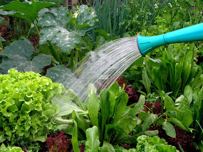 W & W Nursery & Landscaping: Shade Vegetable Gardens