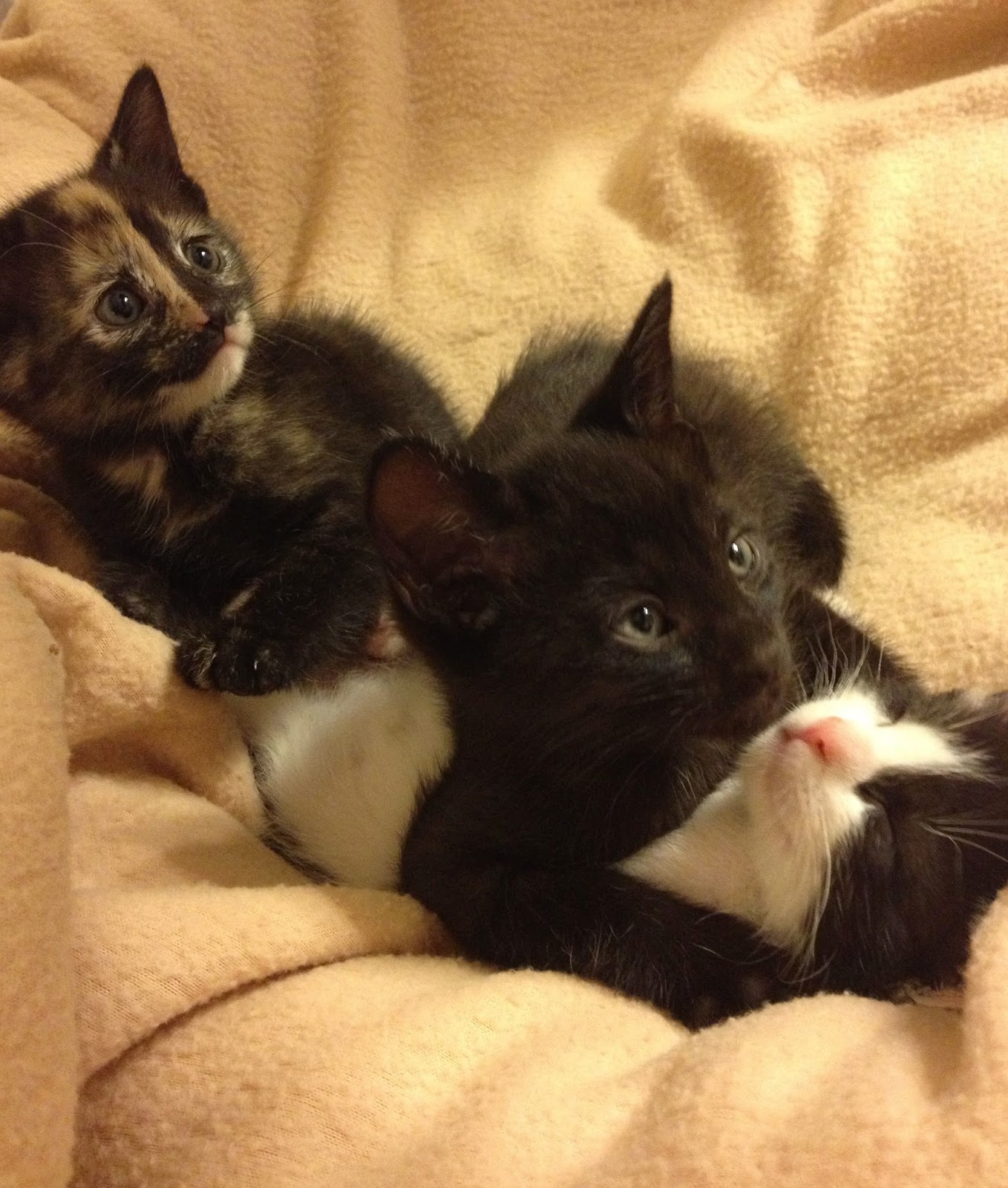 Lake Humane Society "We're Expecting" Kitten Shower