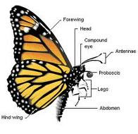 Invertebrate Diversity: Monarch Butterfly by Sarah Hurtado