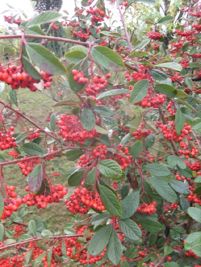 Ma Planete Jardin Cotoneaster Lacteus Un Arbuste A La
