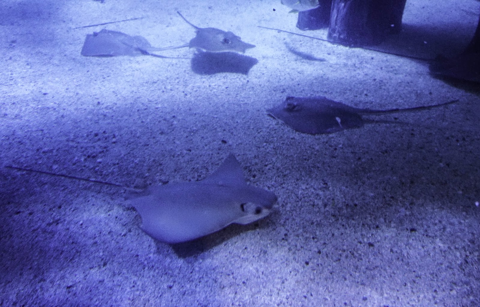 mystic ct aquarium military discount