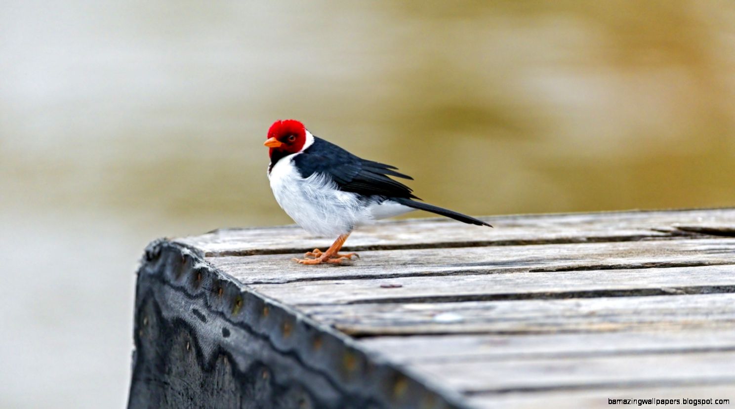 wallpaper Color Sitting Red cardinal Bird wallpaper wallpaper Color Sitting Red cardinal Bird wallpaper