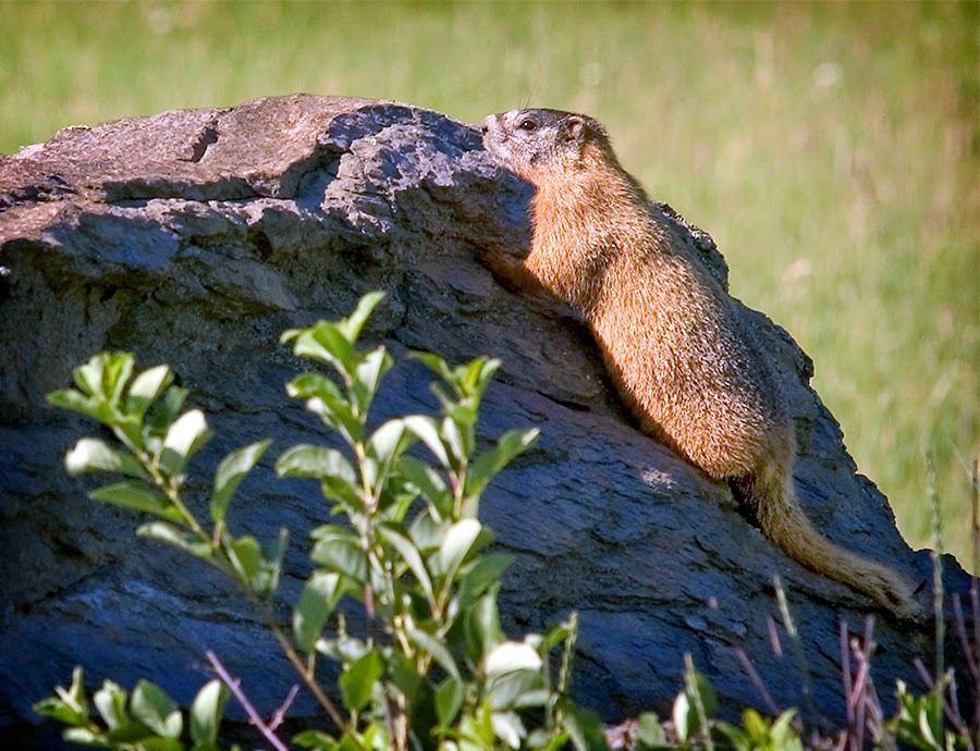 Dakotagraph Know your South Dakota wildlife