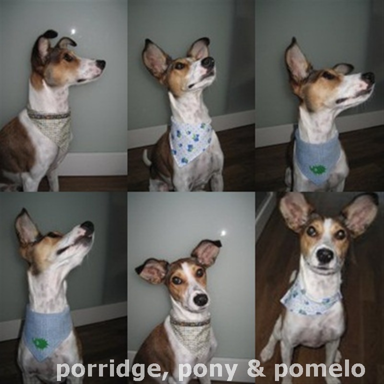 porridge, pony &amp; pomelo eine tasche, ein hund und meine feierabend