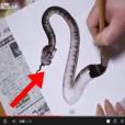 Talento incrível!! Como desenhar uma cobra – de uma vez só!