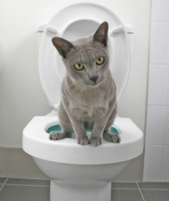 Do Ants Eat Cat Poop Do Ants Eat Cat Poop