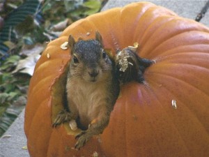 Image result for squirrel eating pumpkin