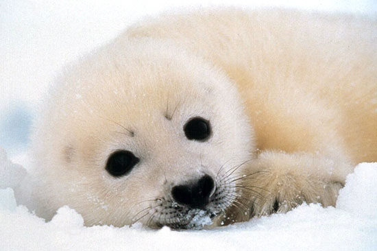 canada seal slaughter
