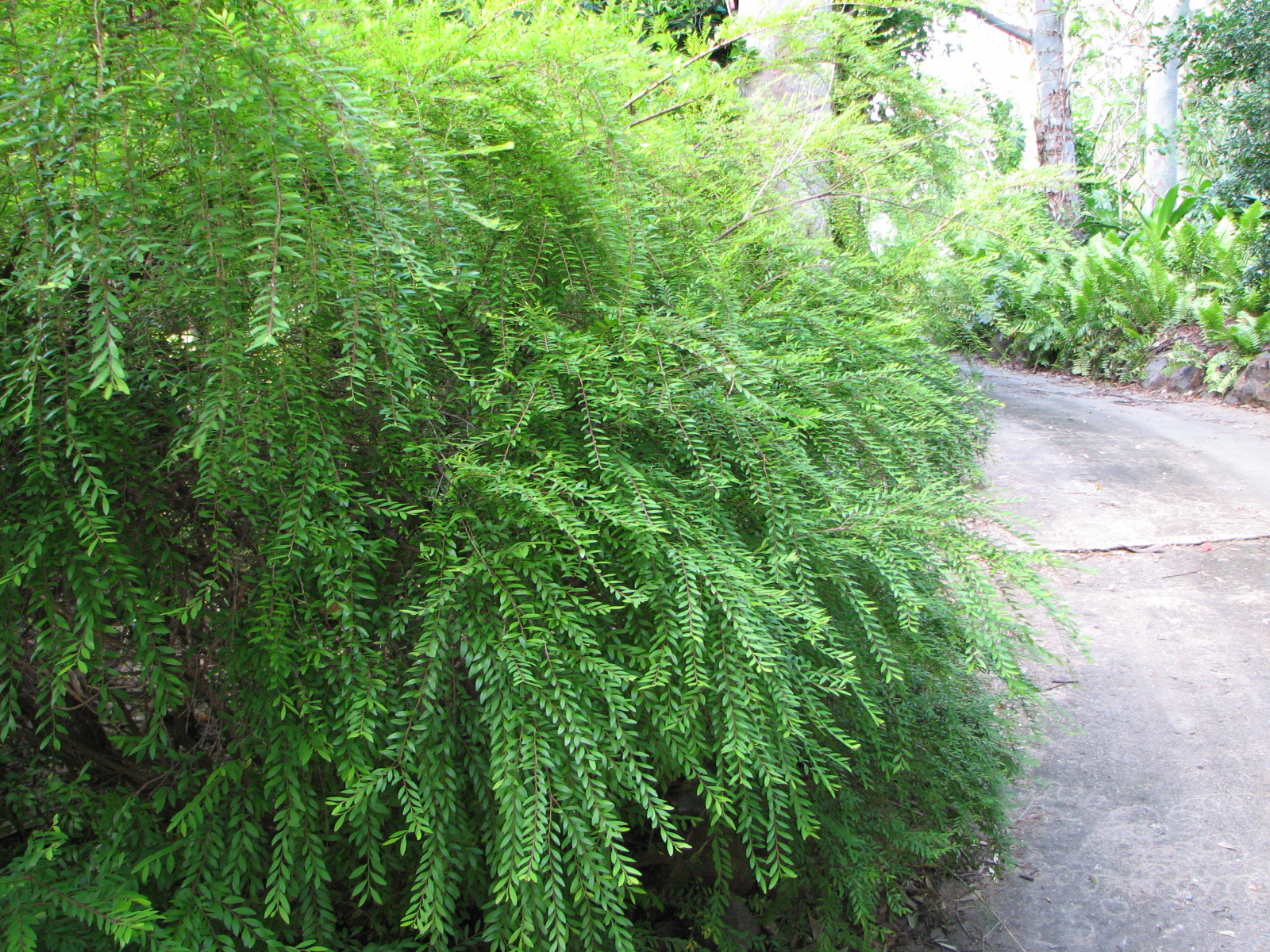 Phyllanthus Multiflora Shrubs Plants Outdoor