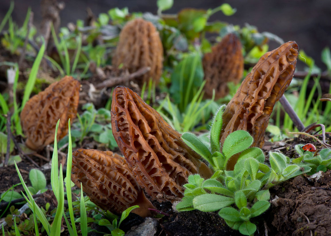 Robin Loznak Photography The morel of the story