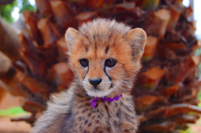Very cute baby cheetahs cubs - Blue Image