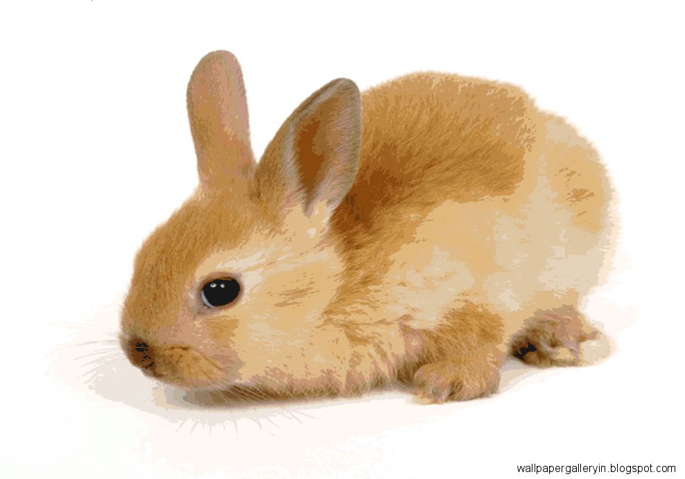 Chubby Cute Bunny Wallpaper Chubby Cute Bunny Wallpaper