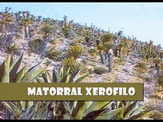 Matorrales Xerófilos: Matorrales Xerófilos Mexicanos