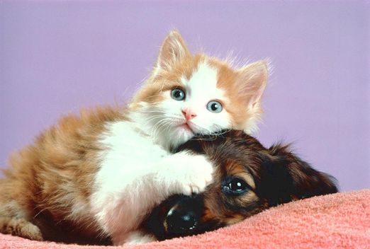 Dog Cats