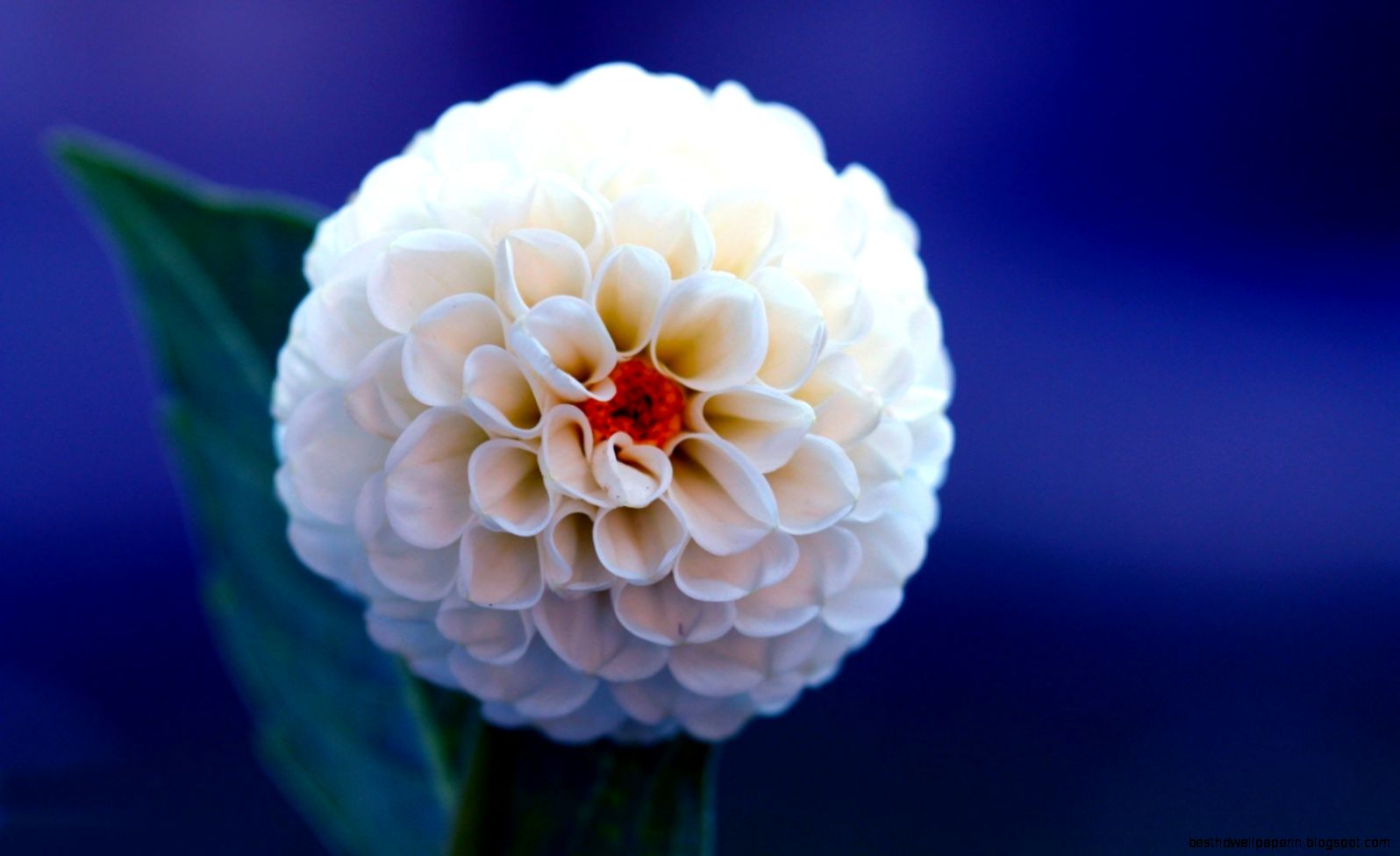 Dahlia White Flower HD Wallpaper FreeHDWalls Dahlia White Flower HD Wallpaper FreeHDWalls