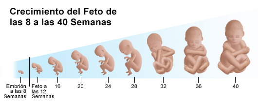 DESARROLLO SUS desarrollo sus: