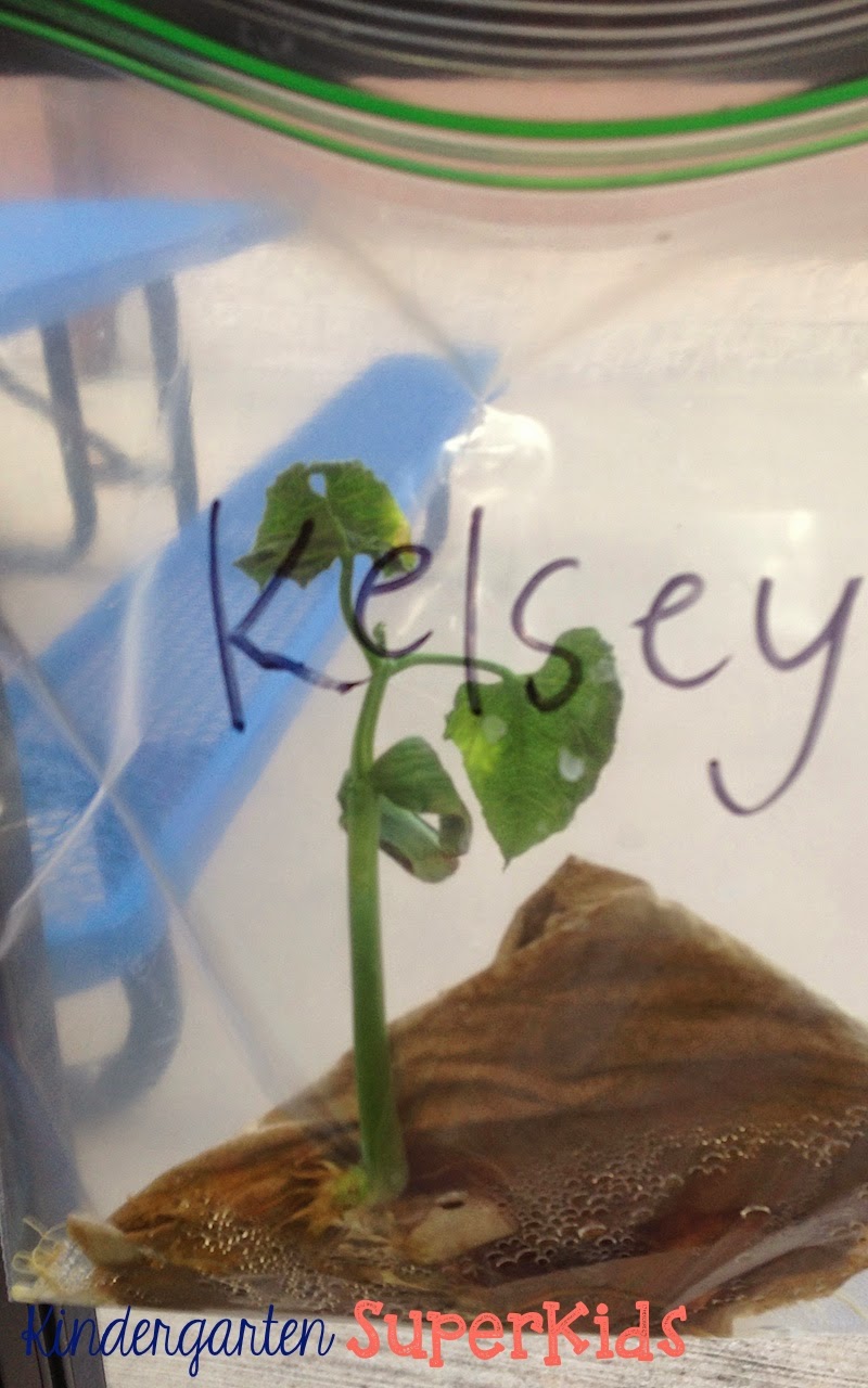 Kindergarten SuperKids Lima Bean Love!