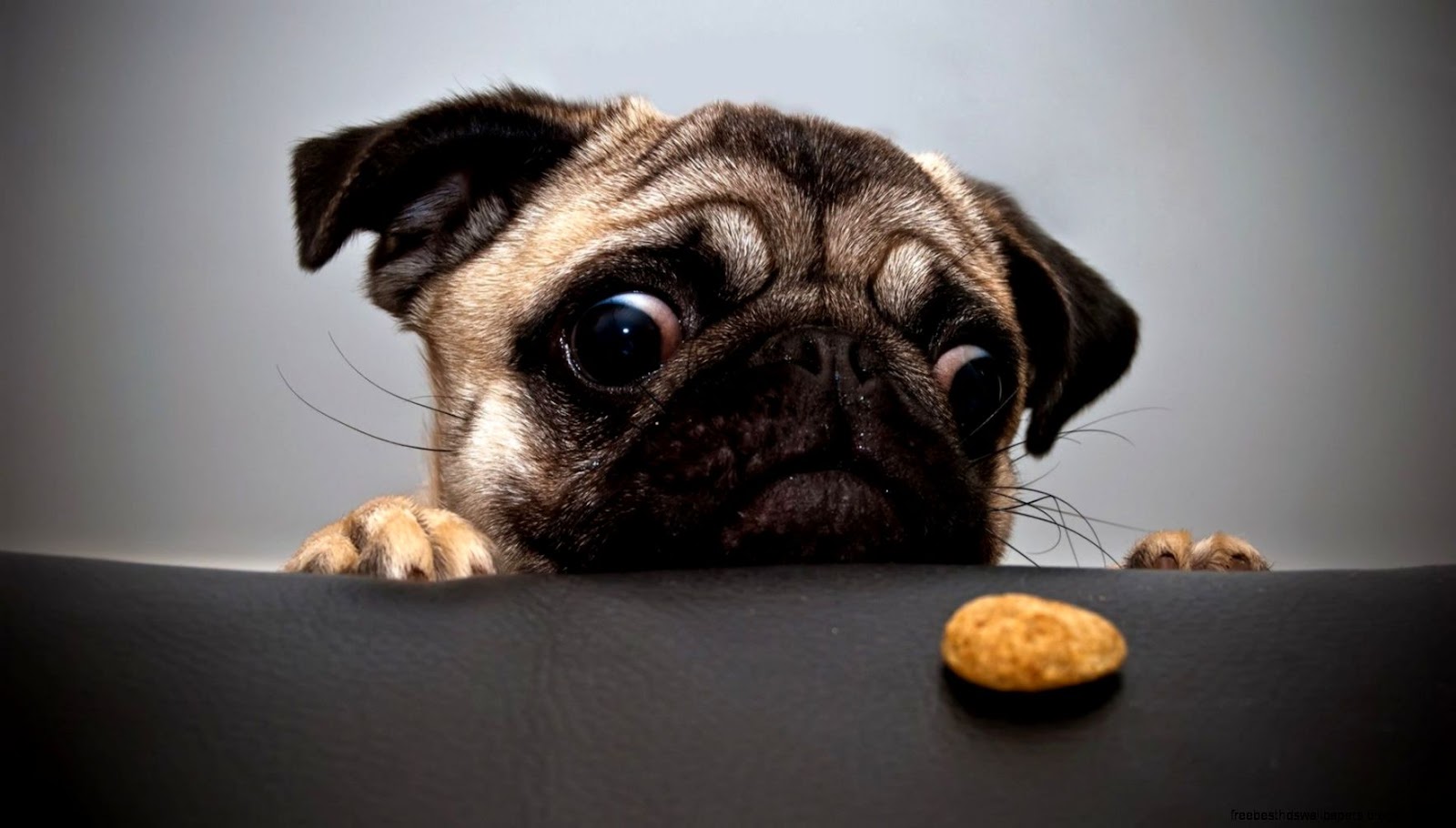 Funny Cute Pugs Wallpaper Funny Cute Pugs Wallpaper