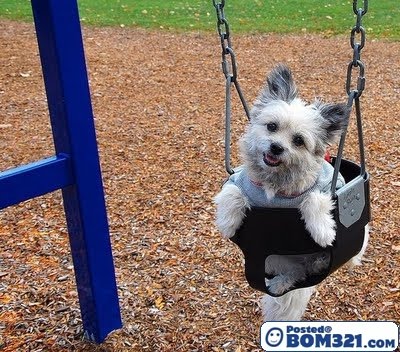 Gambar Anjing Anjing Main Buaian 1 Blog Bom321