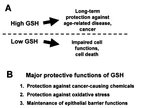 Glutathione (GSH) Melindungi Tubuh Kita