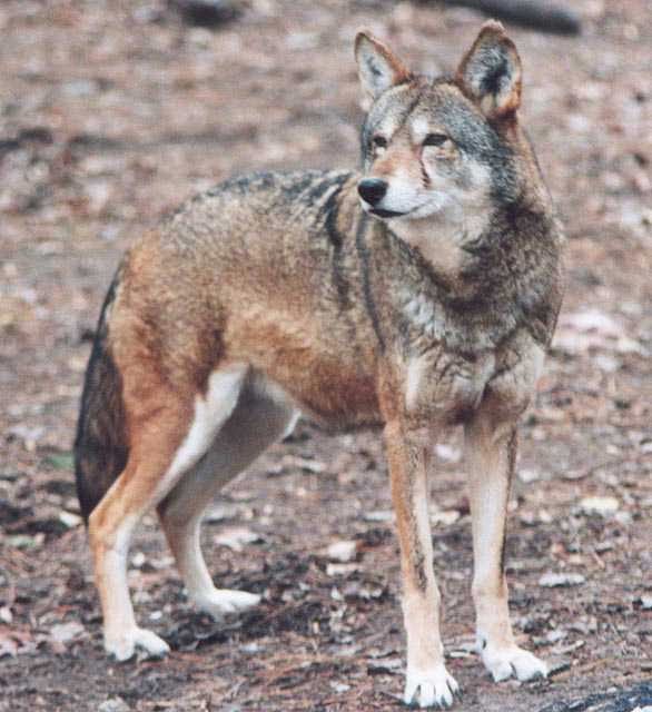 Red wolf size salolearning