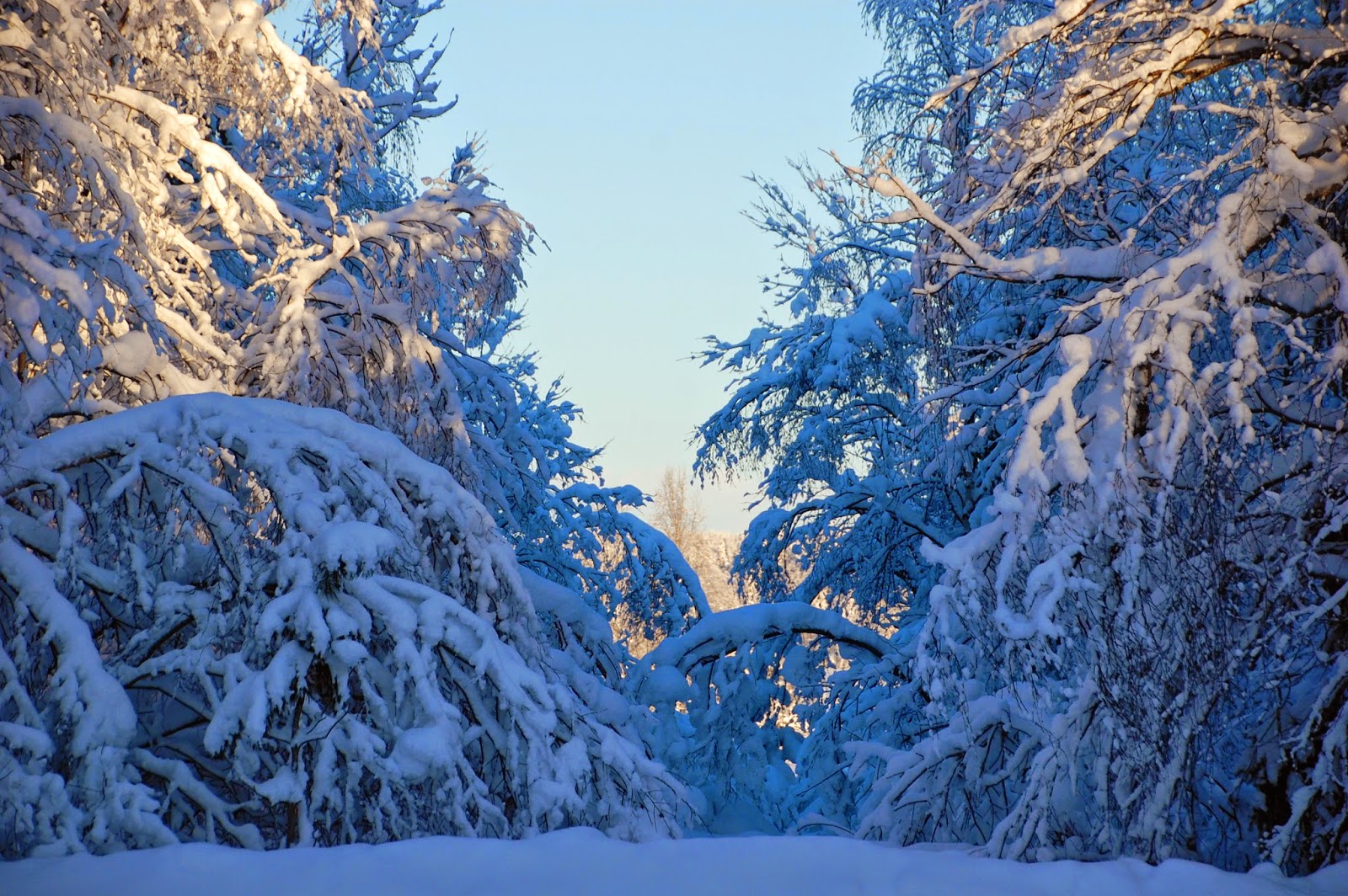 Svanå trädgård: nummer 1, 2015.