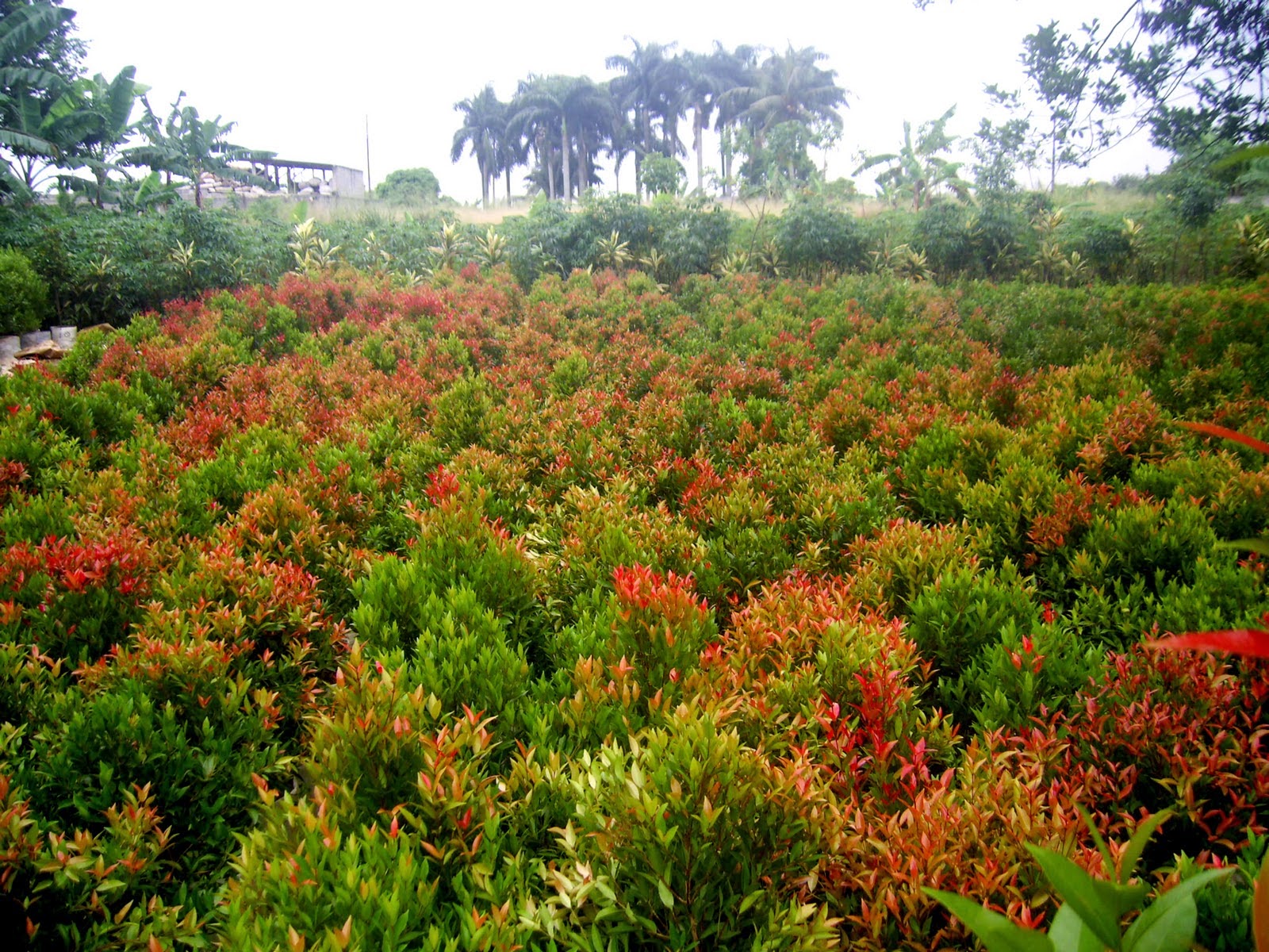 Jual pucuk merah (oleina syzygium) | suplier tanaman | tanaman hias | jasa pembuatan taman