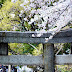 藤田 春日神社の桜