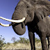 700 κιλά ελεφαντοστού κατασχέθηκαν στην Ουγκάντα...