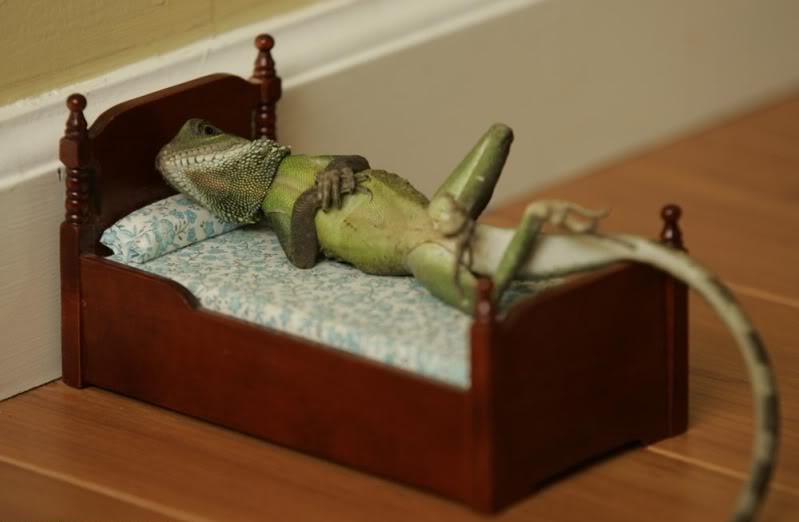 Funny Lizards ImagesPhotos Funny And Cute Animals