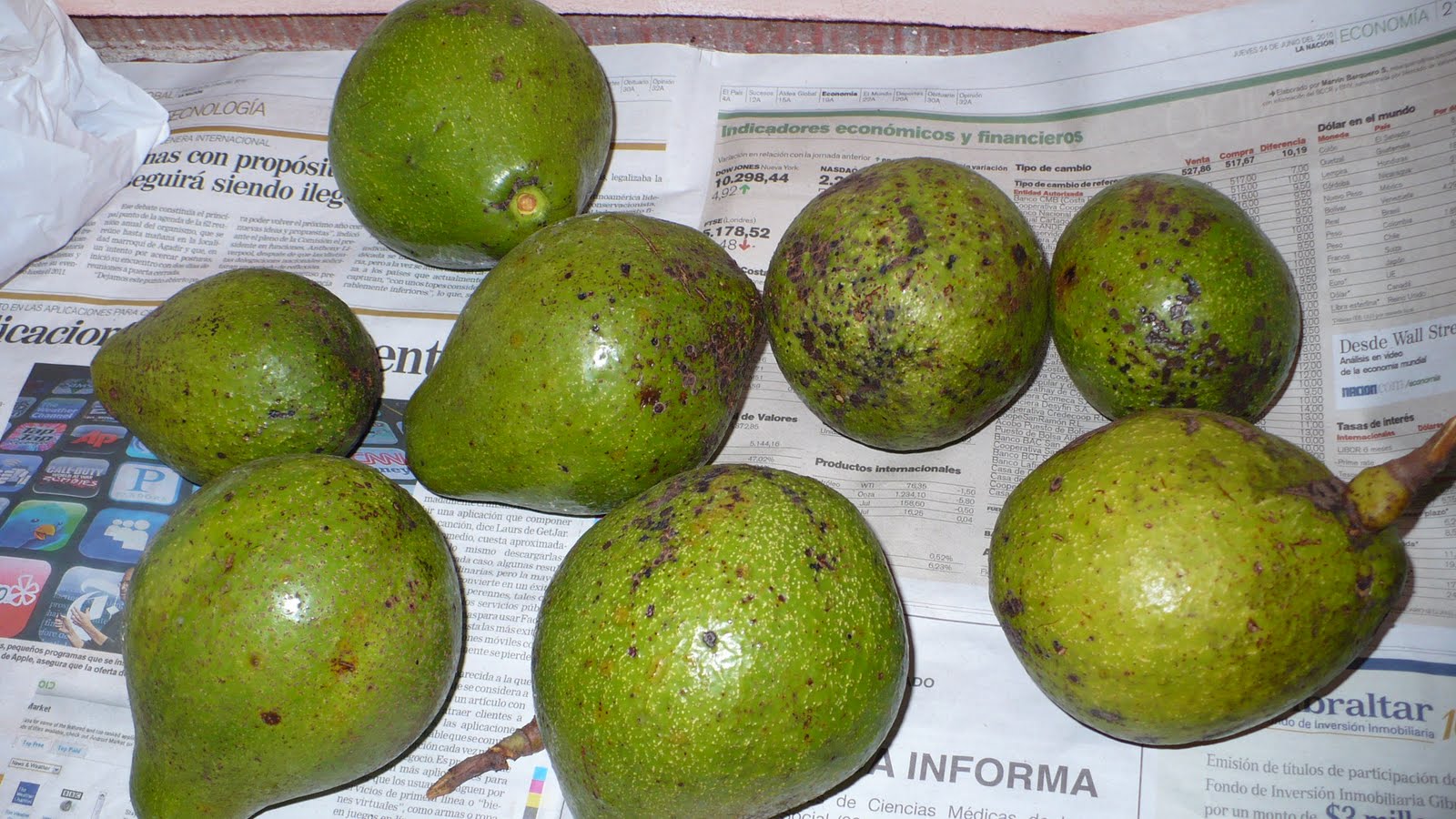 El Chile de Costa Rica La cosecha de aguacate