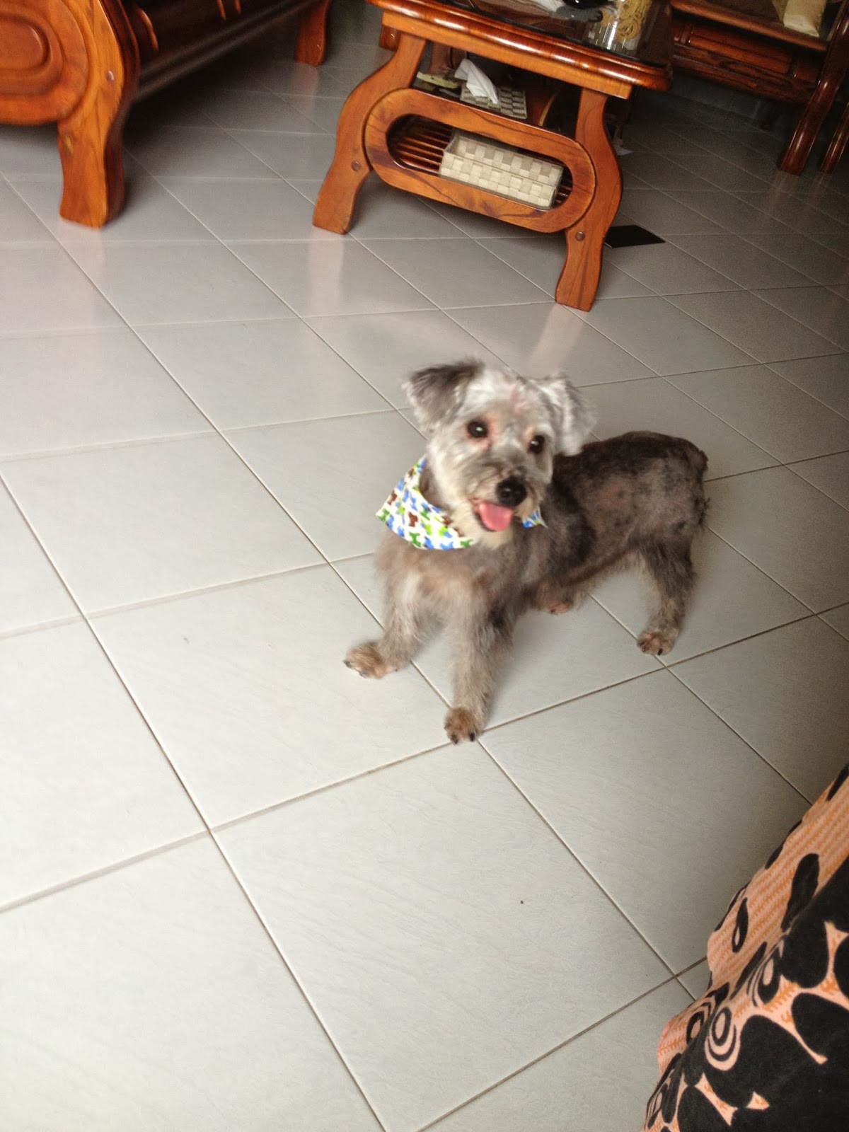 House call / Mobile Dog Grooming at your home / Personalized Pet