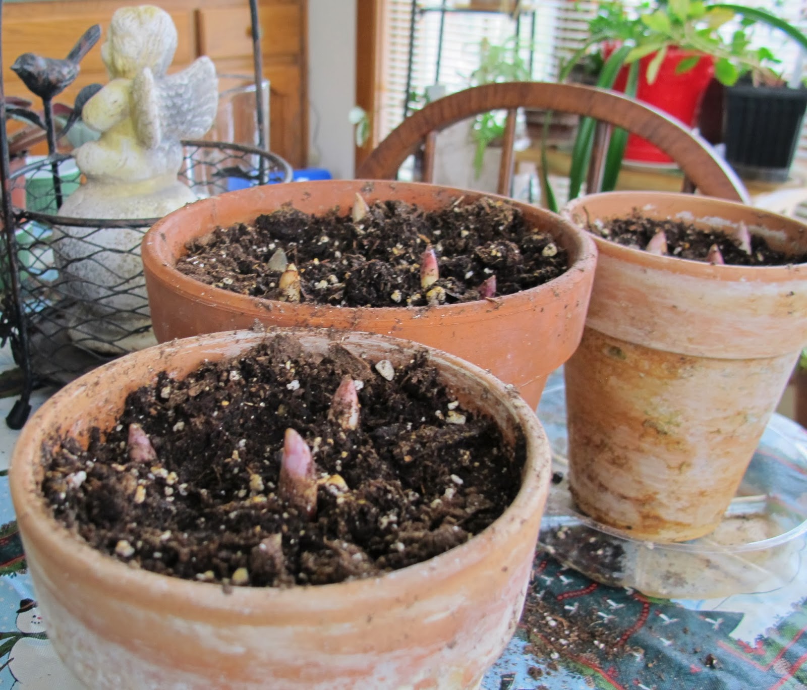 Garden Bloggers' Bloom Day December 2013