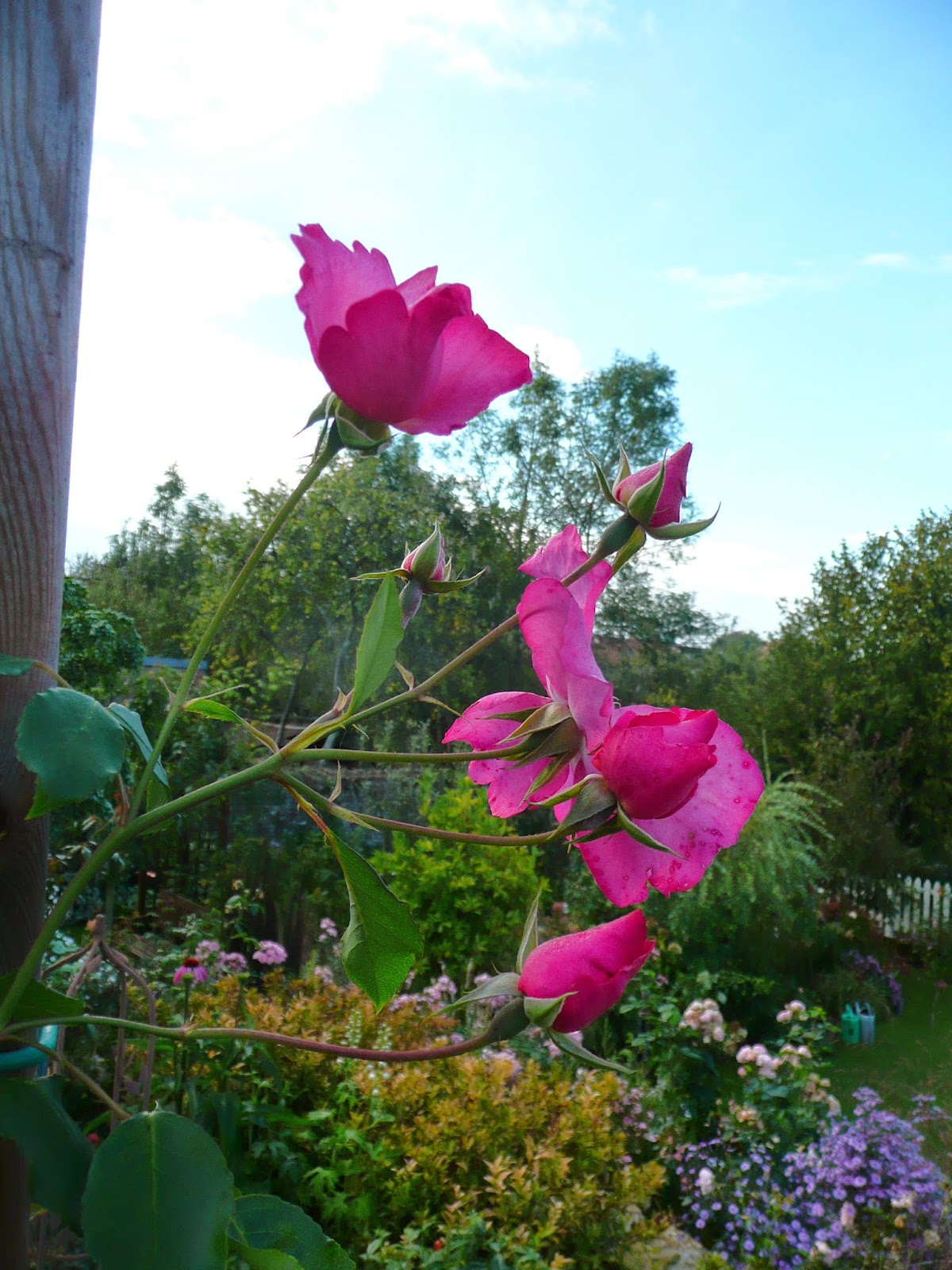 Il Etait Un Petit Jard Ain Haaa Qu Elles Sont Jolies