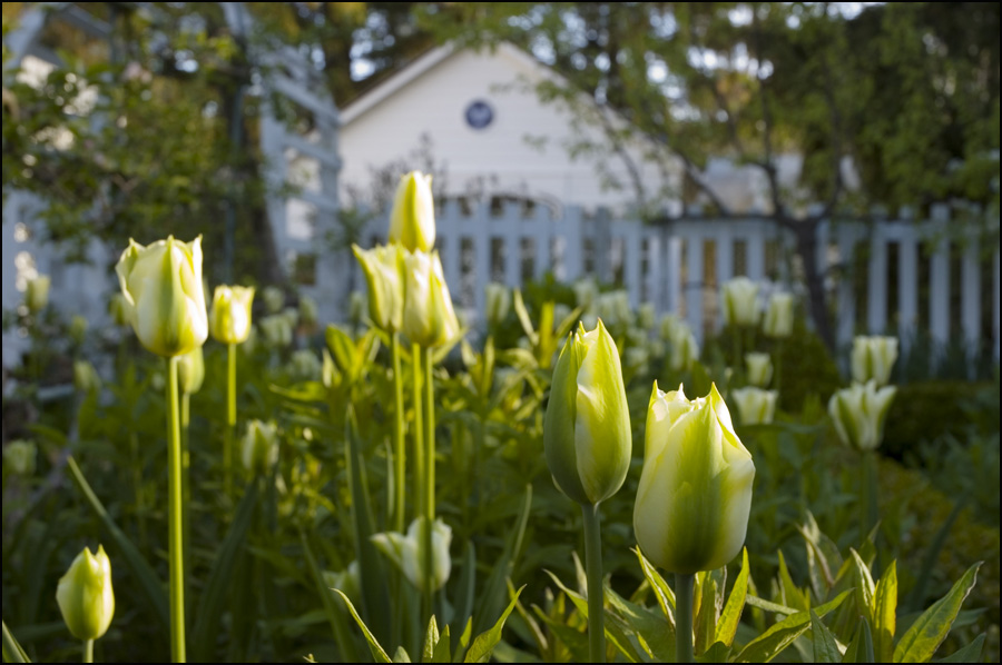FLORAWERELD GREEN MAGAZINE Broccoli Hall Gardens