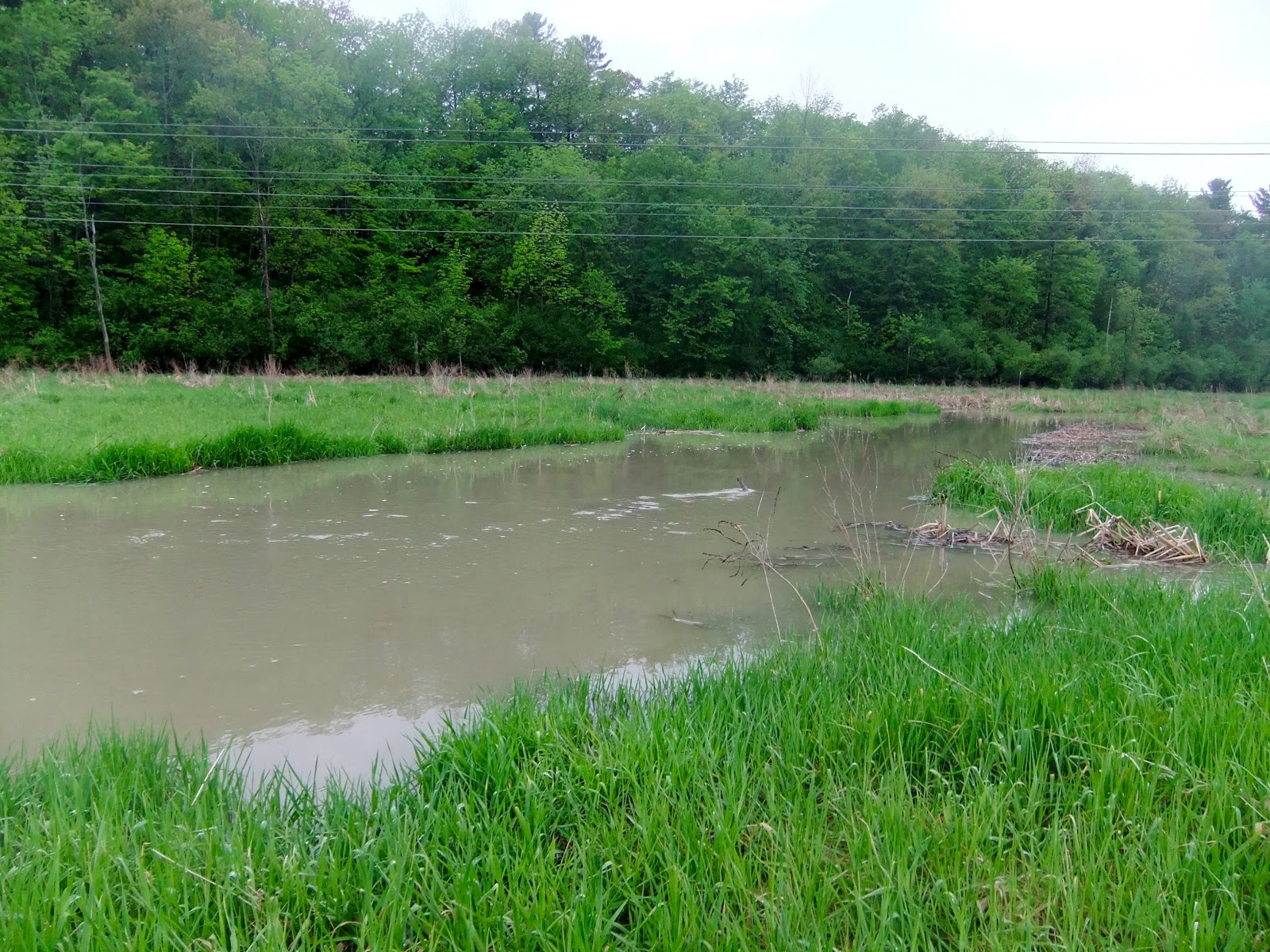 Libellules de Gatineau Lac des Fées