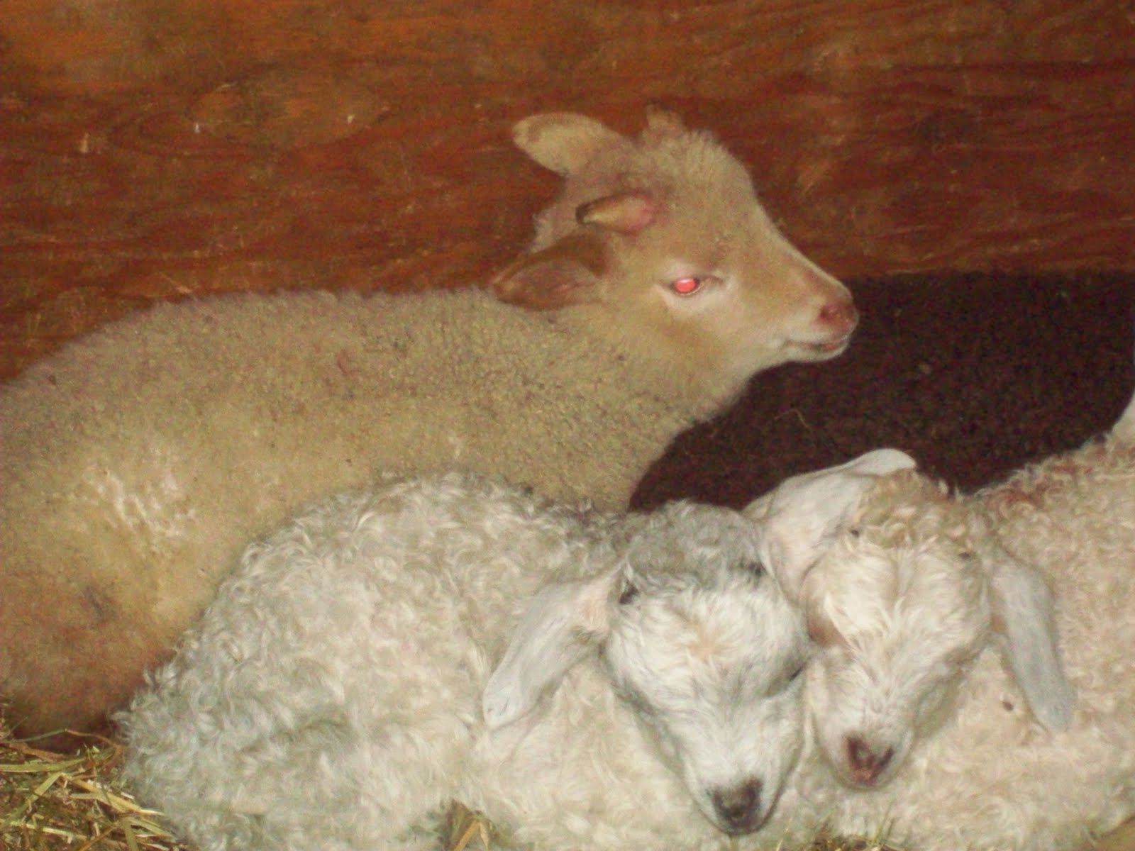 Psalm23Farm Lamb and kid pictures