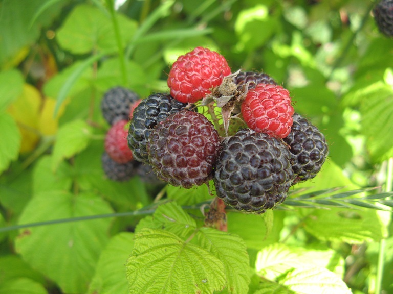 Insatiablement curieuse: Framboise noire ou mûre?