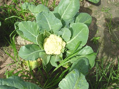 best way to grow cauliflower from seed best way to grow cauliflower from seed
