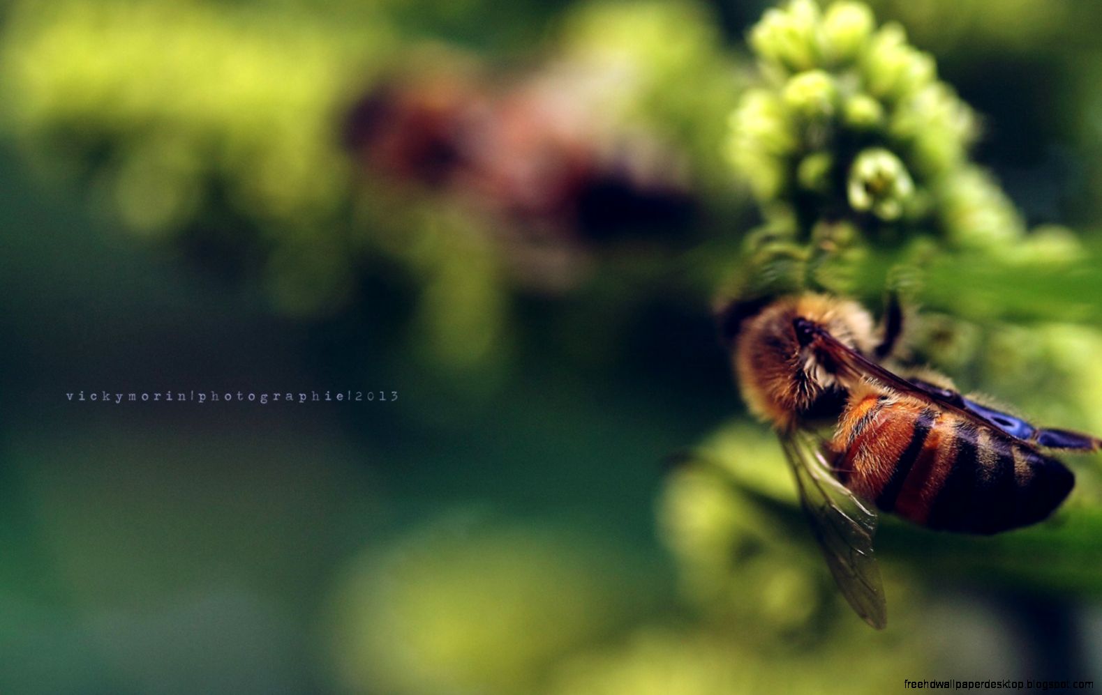 Bee Close Up Bee Close Up