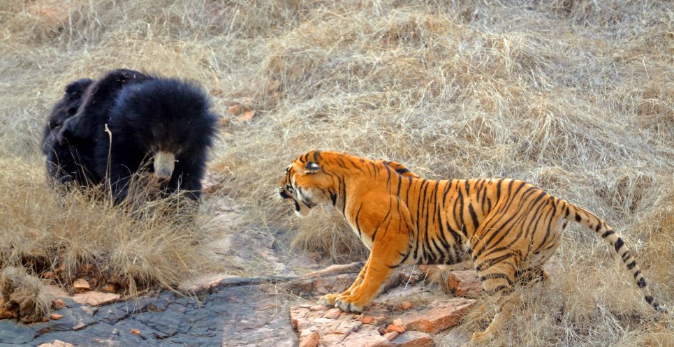 Planeta dos Macacos: O Confronto - YouTube