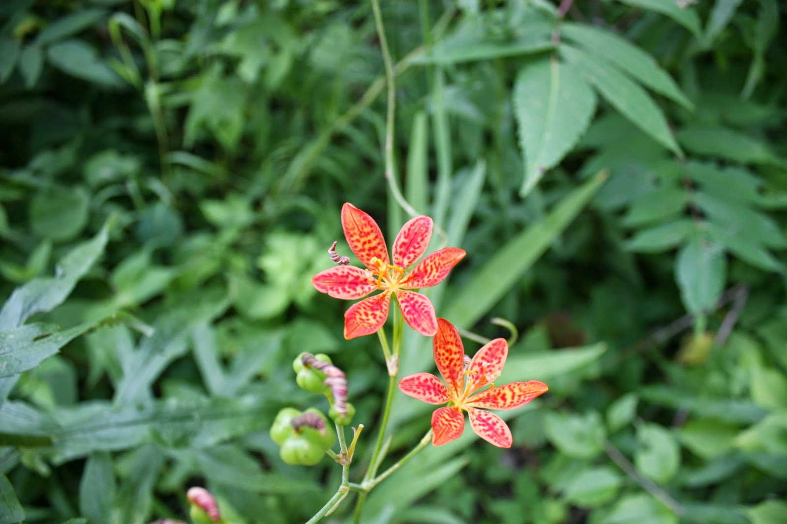 bog lily