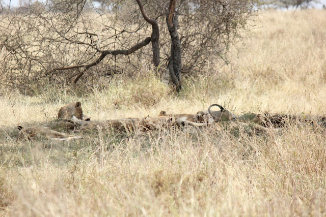 2 de agosto de 2012. Primer día en el Serengeti - 15 días de Safari y playa (7)