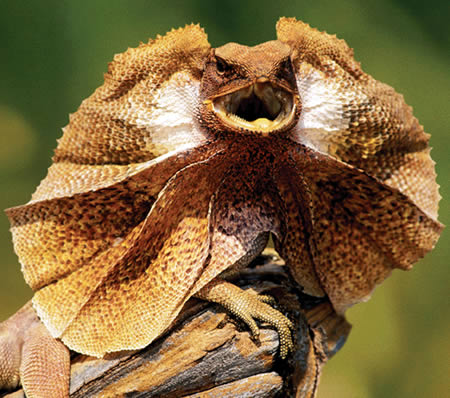 The frilled lizard: Diet