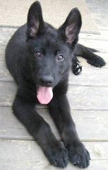All black male puppy - Onyx and Diamond 2010 litter