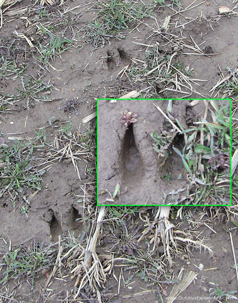 White-tailed Deer Tracks In the Mud