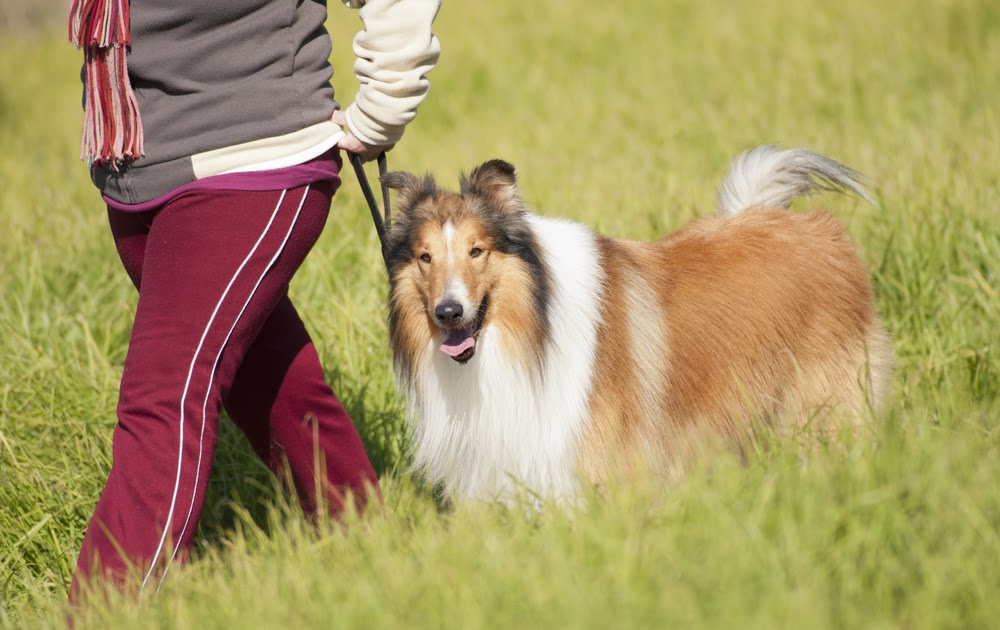 A Dog's Life HOW TO PROTECT YOUR DOG FROM TICKS AND FLEAS