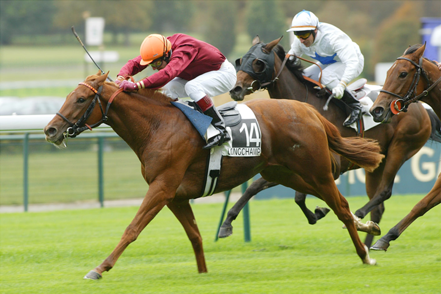 Race Horse Pictures