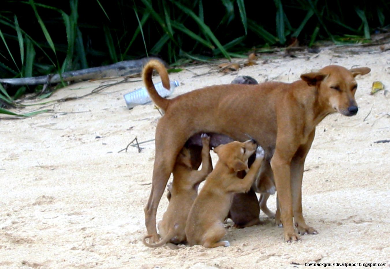 Dog   Wikipedia the free encyclopedia Dog   Wikipedia the free encyclopedia